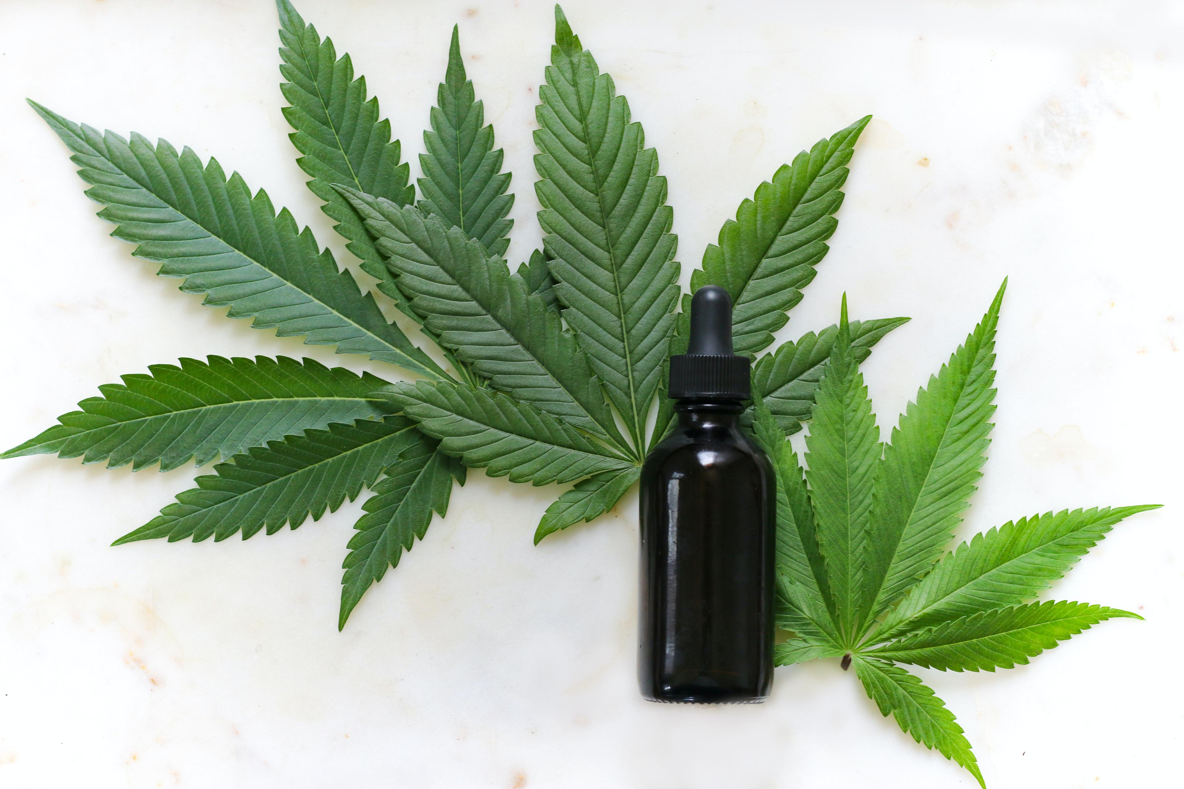 Unveiling the Myths and Realities of the Controversial Plant